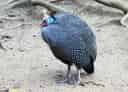 動物図鑑、ホロホロチョウ